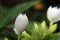 White Trachelospermum jasminoides blooming in garden,closeup.Common names confederate jasmine, southern jasmine, star jasmine, con