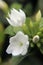 White Trachelospermum jasminoides blooming in garden,closeup.Common names confederate jasmine, southern jasmine, star jasmine, con