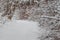 White trail in the forest where a lot of snow has fallen on the trees