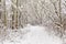 White trail in the forest where a lot of snow has fallen on the trees