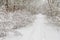 White trail in the forest where a lot of snow has fallen on the trees