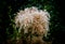 White trailing, flowering deer brush along the trail in the forest