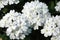 White Trailing Verbena Flowers