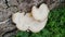 The white Trametes pubescens fungus grows on dead tree trunks