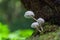 White translucent mushrooms