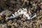 White translucent nudibranch snail