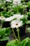 White Transvaal Daisy or Majorette Gerbera flower