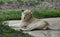 White Transvaal lion Panthera leo krugeri