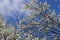 White Tree Blooms