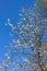 White tree blossom against a blue sky in springtime near Birch Grove in East Sussex