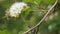 White Tree Blossom Branch With Snail