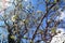 White tree blossoms with dark branches and sunburst