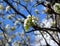 White tree blossoms with green leafs with branches