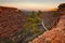 White tree on edge of King`s Canyon cliffs, Australia