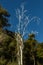 White Tree at Fang Hot Springs(Mae Fang National Park)