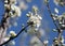 White tree flowers on the branches wuth bkue sky background