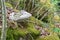 White tree fungus on a overgrown stone with moss