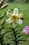 A white Tree Lily - A pretty white lily with the everpopular oriental fragrance