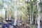 White Tree Lookout at Warrumbungle National Park