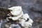 White tree mushrooms on an old trunk