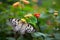 White Tree Nymph butterfly on flower in butterfly garden