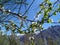 White tree plant flowers with mesmerizing snow caped mountains