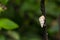 White tree snail shell on a plant near Pune, Maharashtra.
