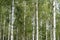 White tree stems in a birch tree grove