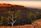 White trees on cliff edge of King`s Canyon, Australia