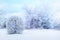 White trees in the snow in the city park. Beautiful winter landscape