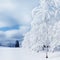 White trees in the snow in the forest. Beautiful winter landscape. Square image