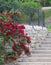 White trellis supporting a red rose vine.