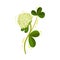 White Trifolium or Clover Flower Head on Green Stem with Trifoliate Leaves Vector Illustration