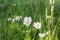 White Trifolium montanum Mountain clover in field