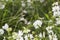 White Trifolium montanum Mountain clover in field