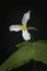 White trilium flower