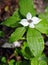 White Trillium