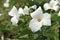 White trillium