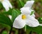 White Trillium