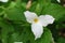 White Trillium blooming