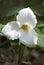 White Trillium Flower