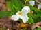 White trillium flower in forest