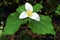 White Trillium Flower with Leaf