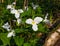 White trillium flowers