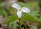 White Trillium In Full Bloom In Springtime