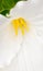 White Trillium grandiflorum