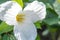 White Trillium grandiflorum, white flower in close-up