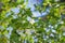 White tropical asian Wrightia Religiosa Benth