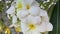 White tropical flowers on a tree