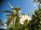 White tropical frangipani flower